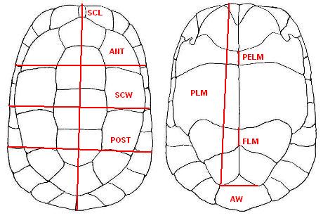 Emys orbicularis