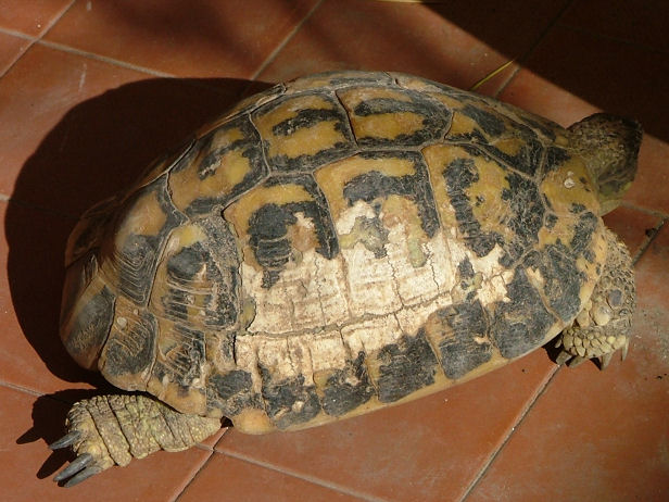 Testudo hermanni?