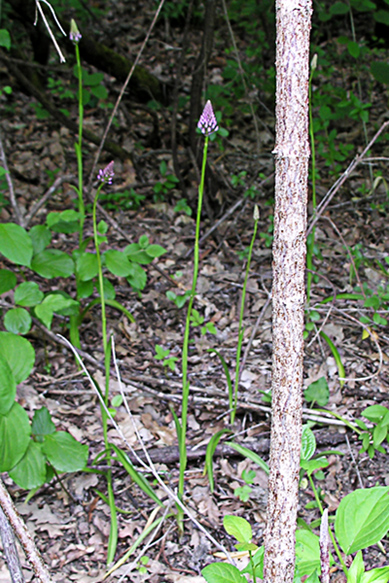 Orchidea ? da determinare