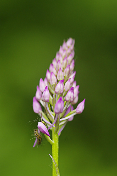 Orchidea ? da determinare