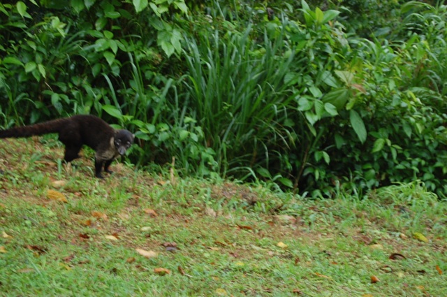 WCI e NATMED in Costa Rica