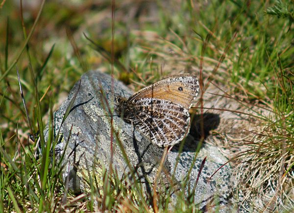 Oeneis glacialis