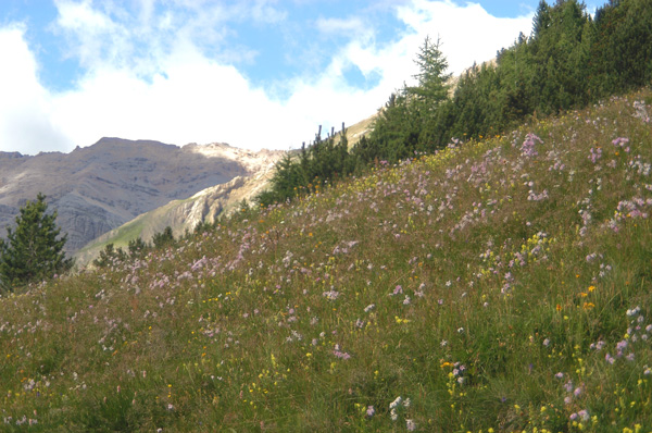 Dianthus superbus/Garofano a pennacchio