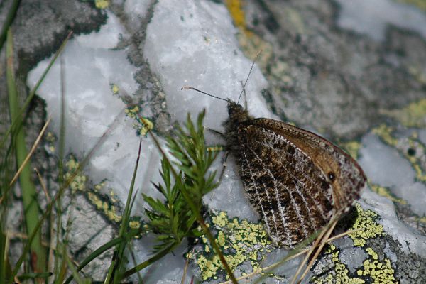 Oeneis glacialis