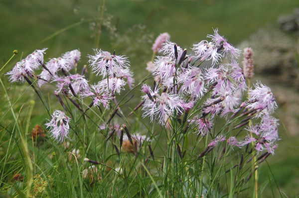 Dianthus superbus/Garofano a pennacchio