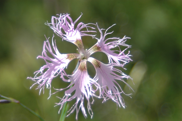 Dianthus superbus/Garofano a pennacchio