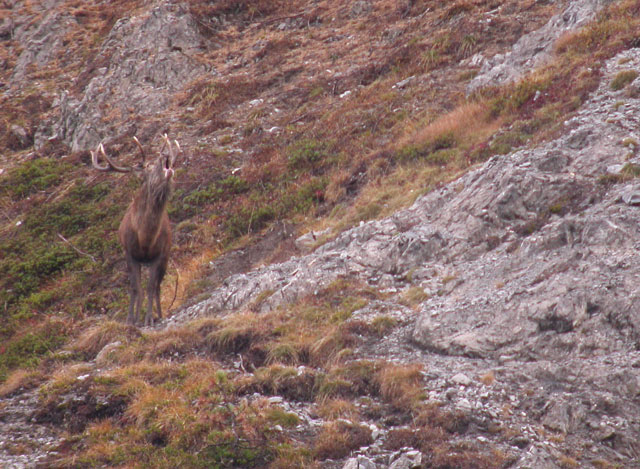 Strategie riproduttive del cervo (Cervus elaphus)