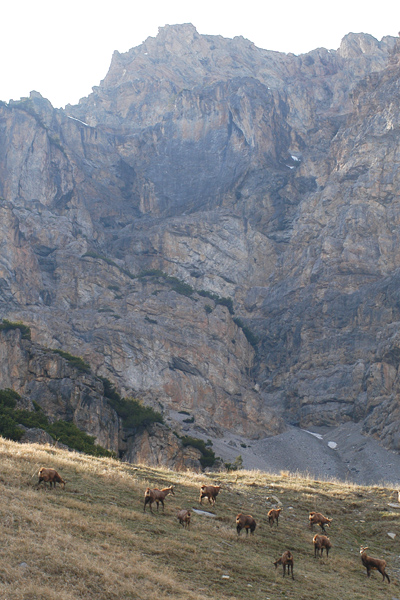 Camosci ambientati!