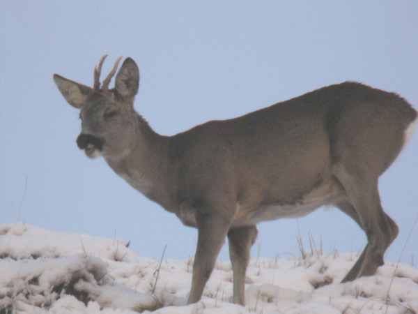 Il Capriolo