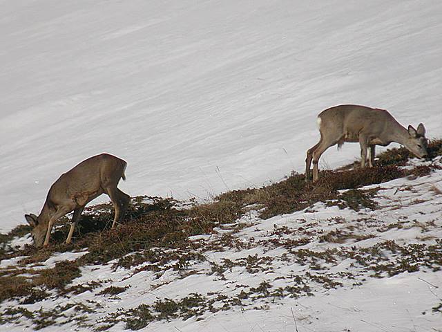 Il Capriolo