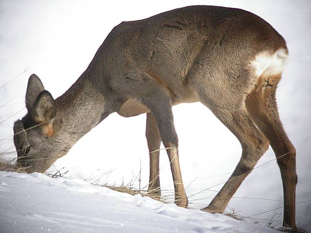 Il Capriolo