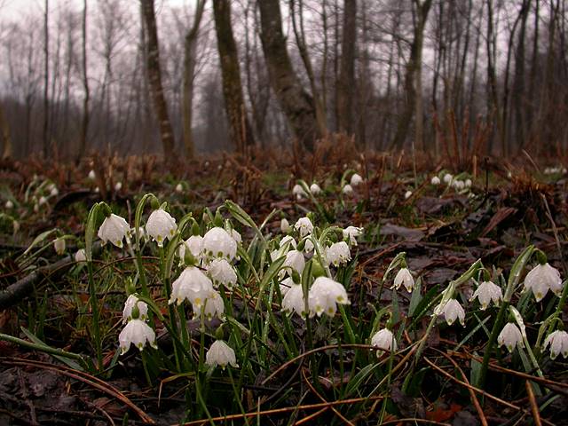 Campanellino di primavera & Campanellino estivo