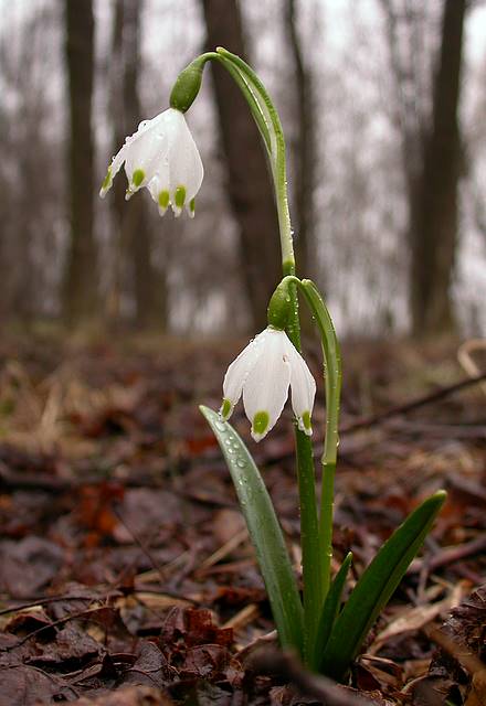 Campanellino di primavera & Campanellino estivo