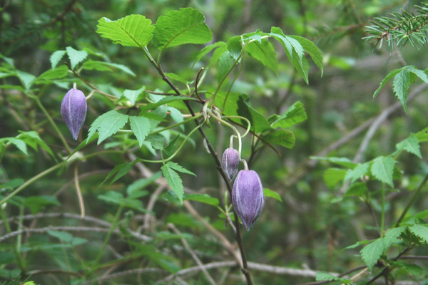 Clematis alpina / Clematide alpina