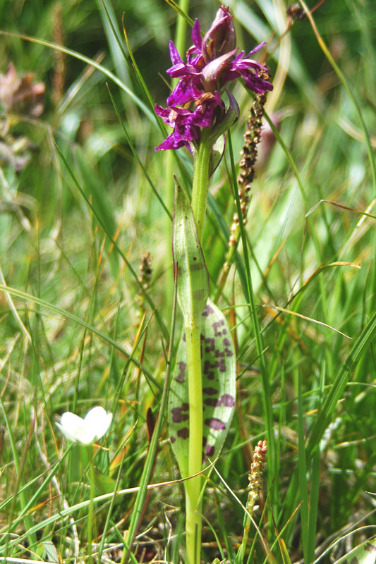 Dactylorhiza majalis