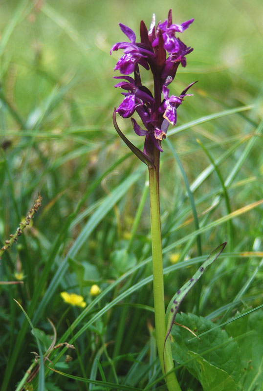 Dactylorhiza majalis