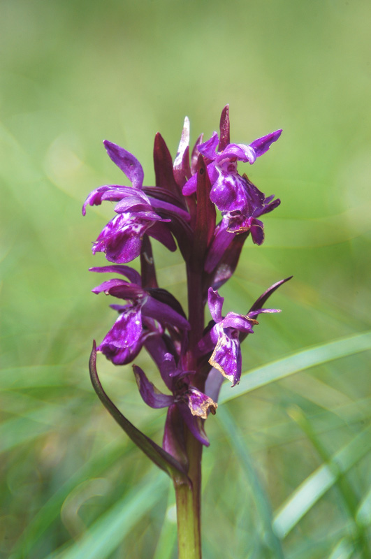 Dactylorhiza majalis