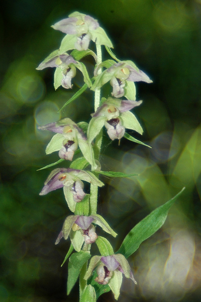 Epipactis helleborine / Elleborine comune