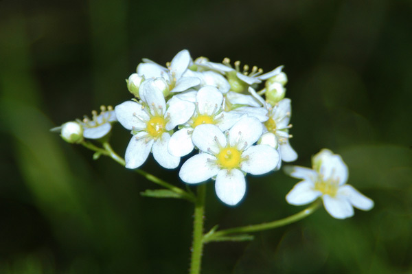 Saxifraga paniculata / Sassifraga alpina