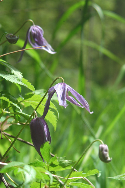 Clematis alpina / Clematide alpina