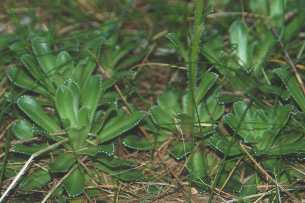 Saxifraga paniculata / Sassifraga alpina