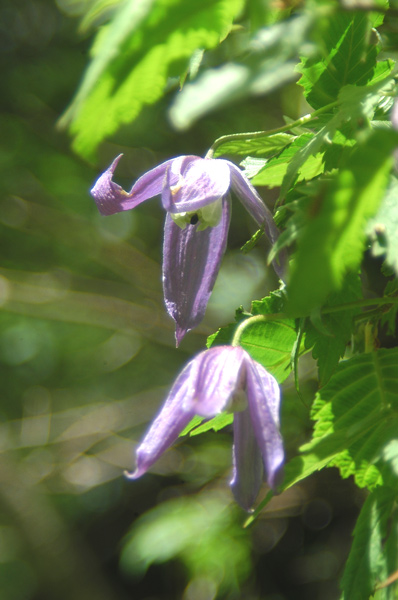 Clematis alpina / Clematide alpina