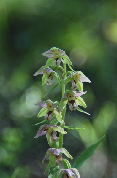 Epipactis helleborine / Elleborine comune