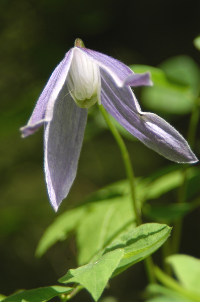 Clematis alpina / Clematide alpina