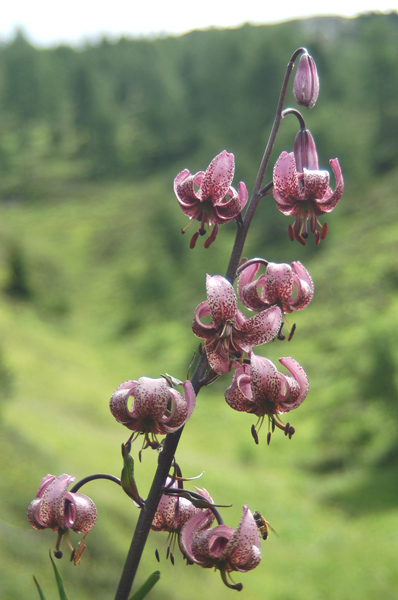 Lilium martagon / Giglio martagone (una curiosit)