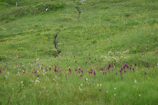 Orchis mascula