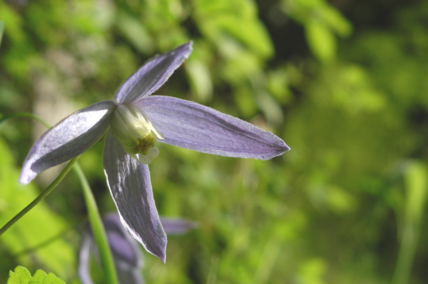 Clematis alpina / Clematide alpina