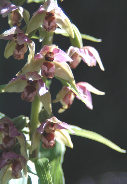 Epipactis helleborine / Elleborine comune