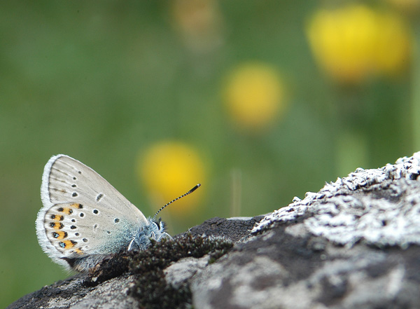 Plebejus idas ?