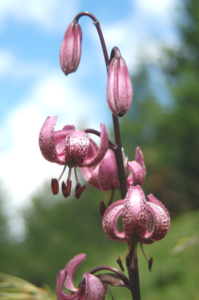 Lilium martagon / Giglio martagone (una curiosit)