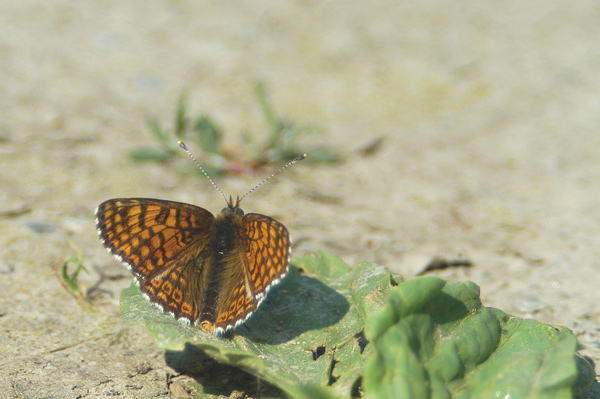 Melitaea cinxia