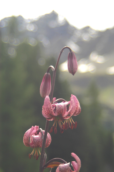 Lilium martagon / Giglio martagone (una curiosit)