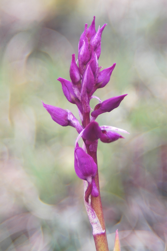 Orchis mascula