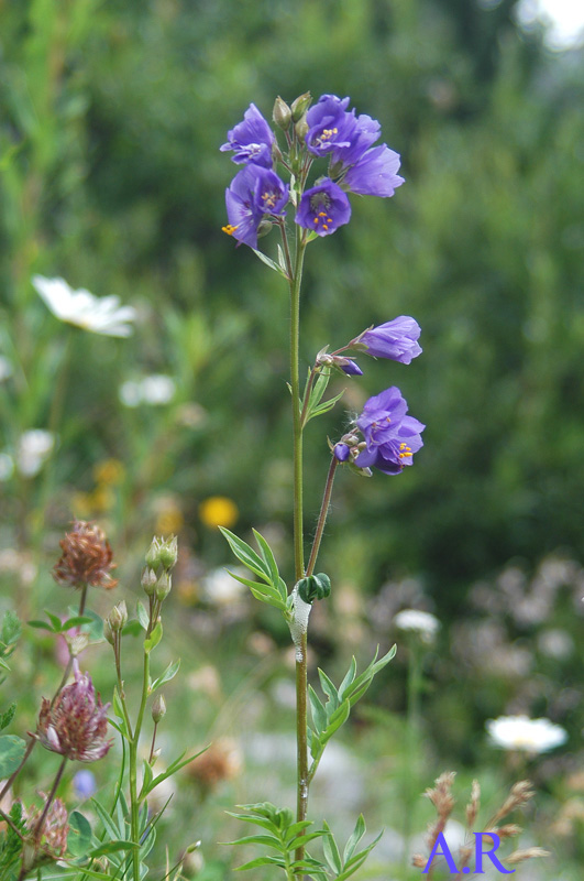 Polemonium caeruleum / Polemonio ceruleo, Valeriana greca