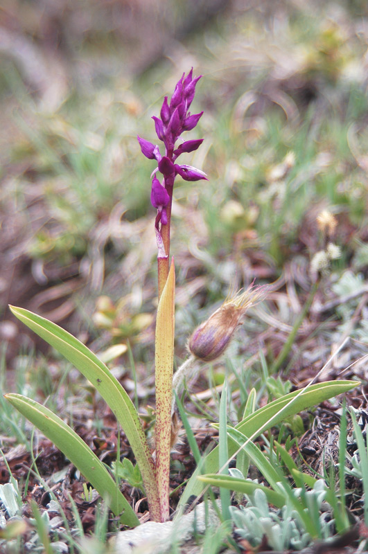 Orchis mascula