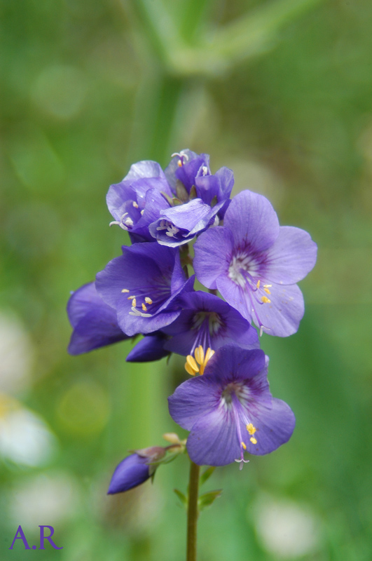 Polemonium caeruleum / Polemonio ceruleo, Valeriana greca