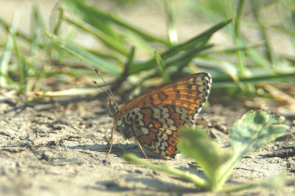 Melitaea cinxia