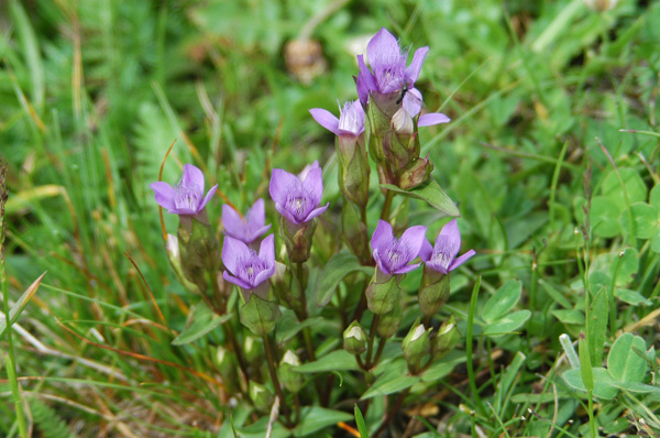 Gentiana campestris ... con sorpresa!