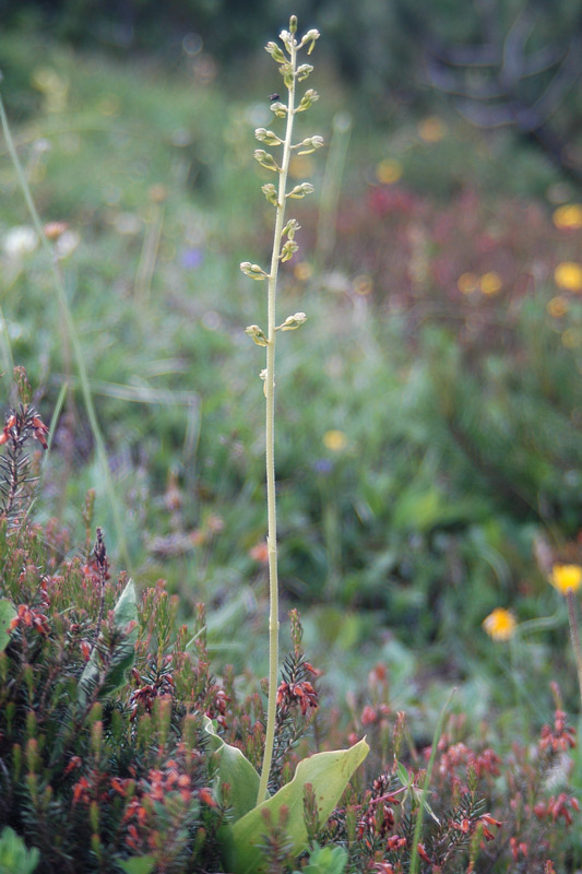 Listera ovata