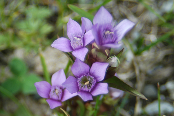 Gentiana campestris ... con sorpresa!