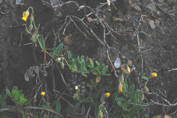 Cercasi esperto in Helianthemum !