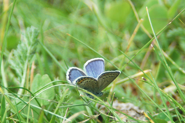 Plebejus idas ?