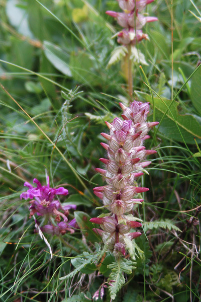 Pedicularis verticillata