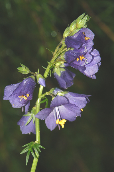 Polemonium caeruleum / Polemonio ceruleo, Valeriana greca