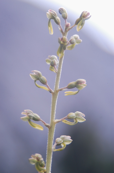 Listera ovata