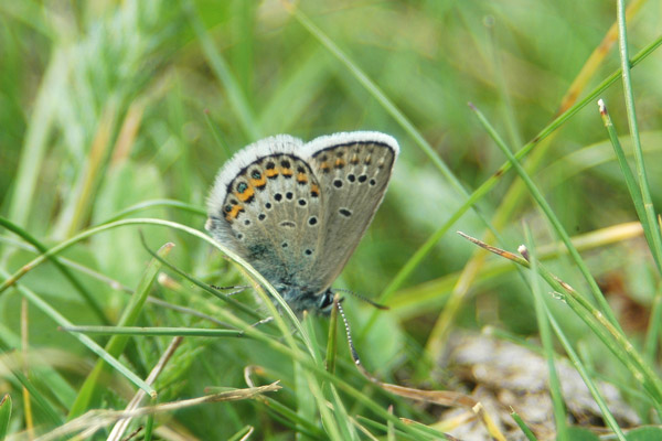 Plebejus idas ?